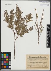 Foto von Salix purpurea L. x Salix repens L.